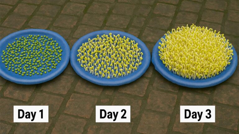This simple method reveals how to grow bean sprouts at home…