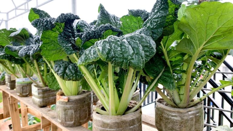This simple technique transforms your terrace into a thriving vegetable oasis…
