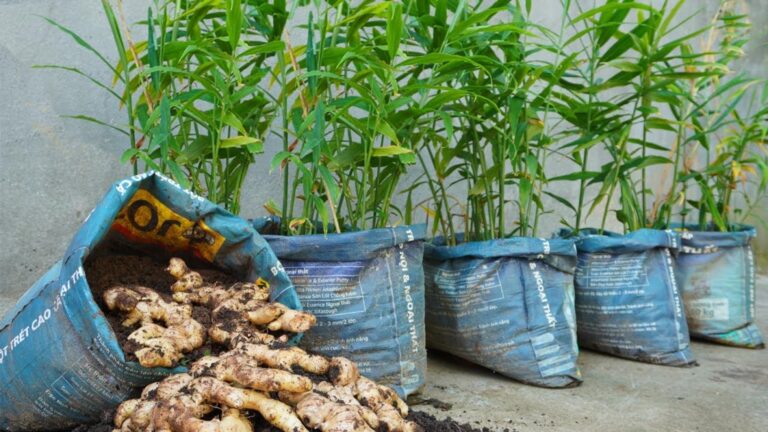 This simple trick transforms old bags into a thriving ginger garden…