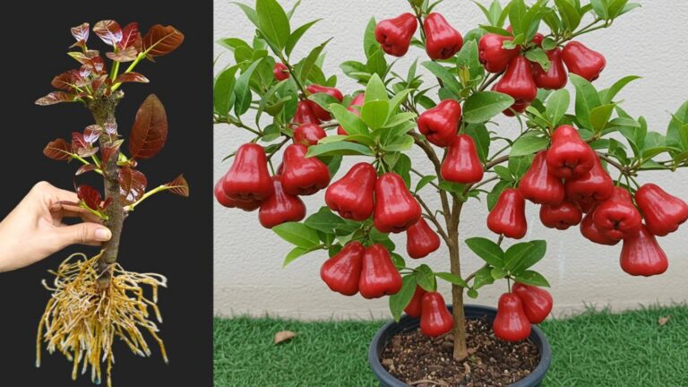 This simple trick transforms your Java apple tree with aloe vera for faster growth…