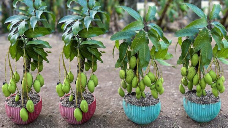 This simple trick transforms mango cuttings into thriving trees… you have to see it!