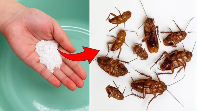 This simple method transforms your home into a cockroach-free zone …