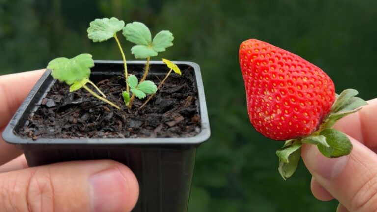 This simple method will transform store-bought strawberries into a thriving home garden…