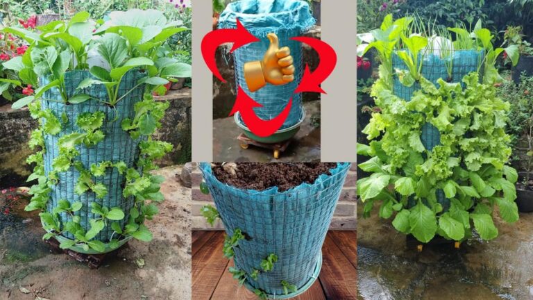 This simple method transforms kitchen waste into a thriving vegetable garden…