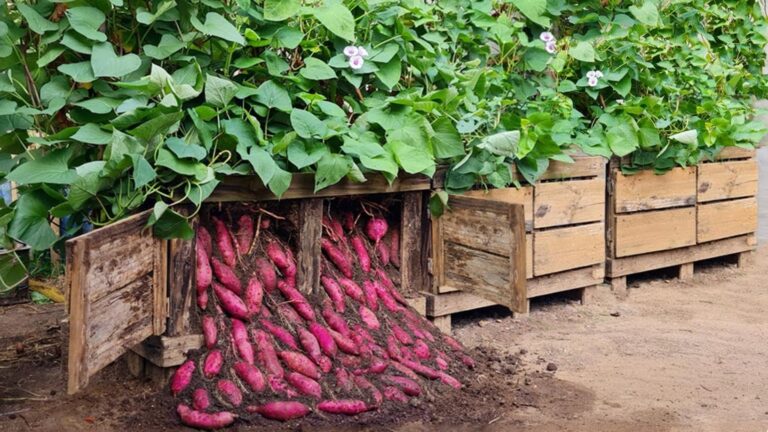 This unique method for growing sweet potatoes might change your garden forever…