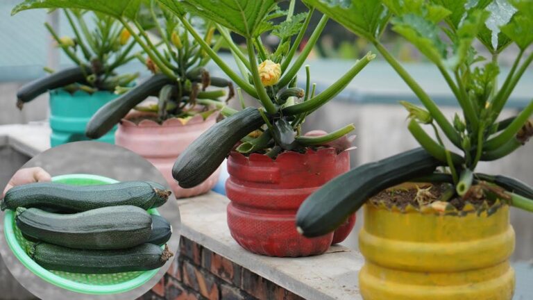 Transform your garden with this simple method for growing zucchini in plastic bottles…