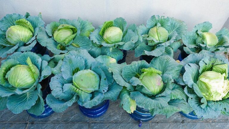 This simple method grows fresh cabbage effortlessly…you’ll be amazed at the results!