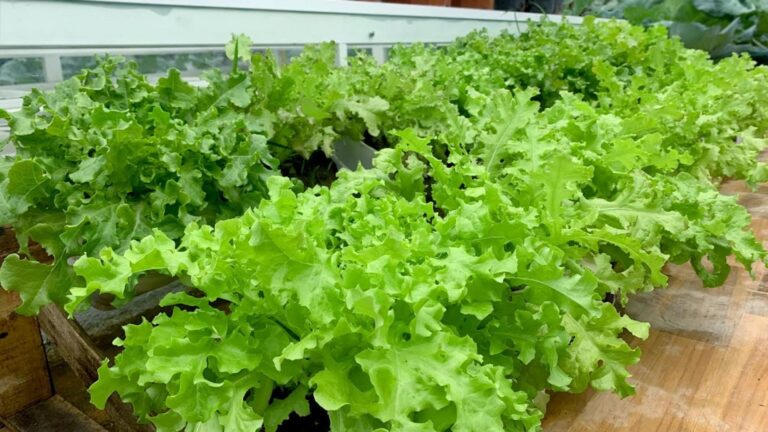 This simple trick transforms plastic bottles into a thriving vegetable garden…