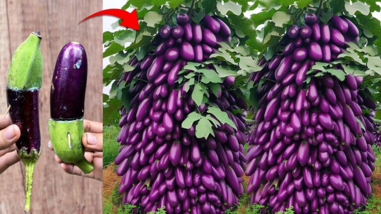 This simple trick transforms a banana tree using an eggplant for stunning results…