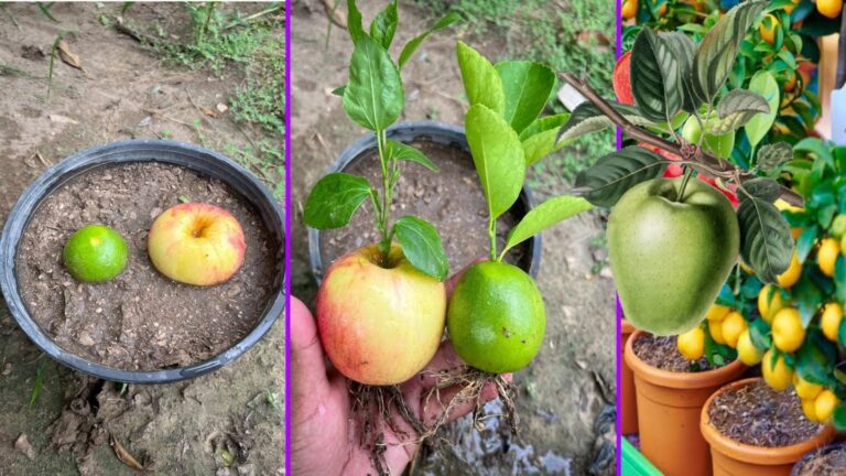 This simple method transforms scraps into thriving apple and lemon trees…