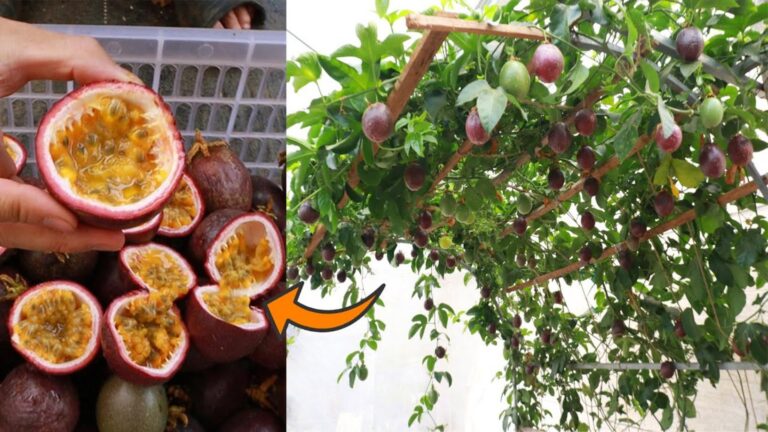 This simple method transforms your plastic container into a passion fruit paradise…