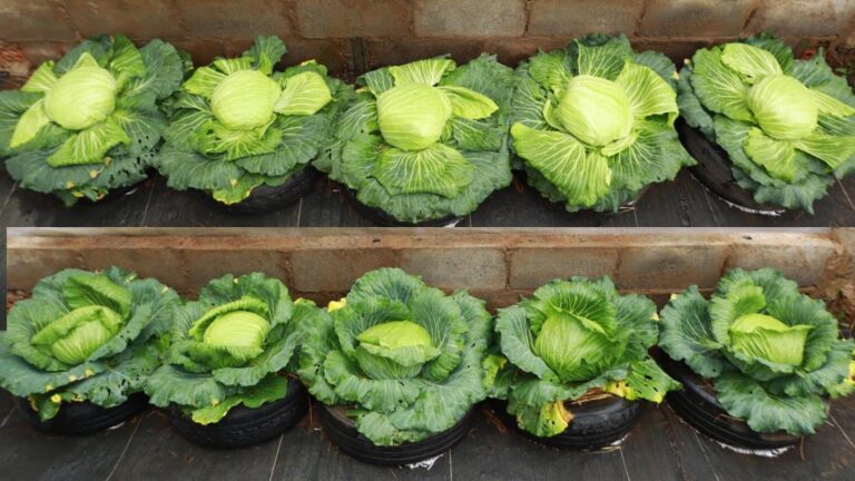 This simple method transforms old tires into a cabbage-growing powerhouse…