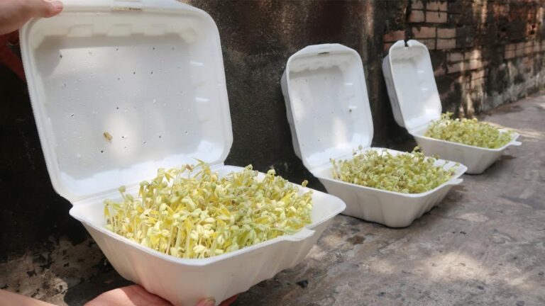 This simple trick transforms a Styrofoam box into a fresh bean sprout farm…