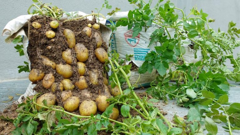 This simple method transforms ordinary bags into a potato goldmine…