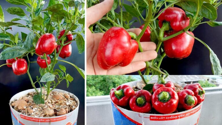 This simple method transforms struggling bell peppers into bountiful harvests…