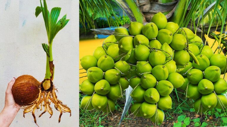 This forgotten trick makes coconut trees grow faster than you ever imagined…