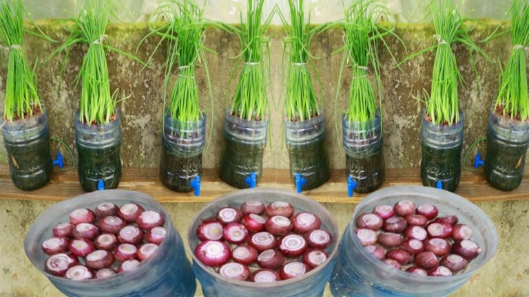 This simple method transforms kitchen scraps into endless green onions…