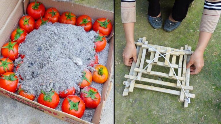 Discover how a budget-friendly garden can transform your outdoor space…