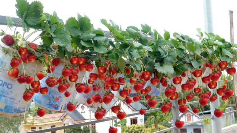 This simple method guarantees fresh strawberries every month, no garden needed…