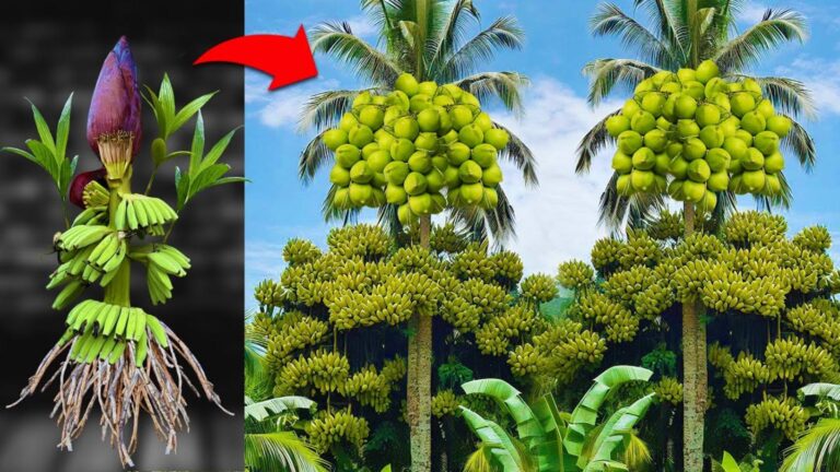 This forgotten trick combines banana and coconut for a garden transformation…
