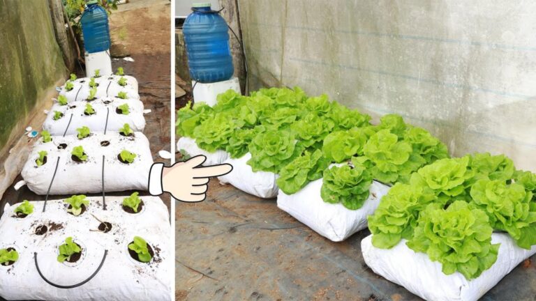 This simple idea transforms your kitchen scraps into a thriving lettuce garden…
