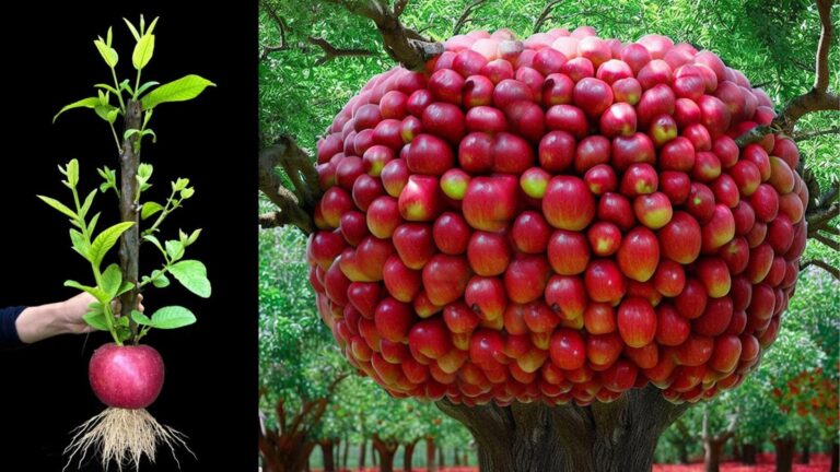 This forgotten trick boosts your apple trees with guava fruits in no time…