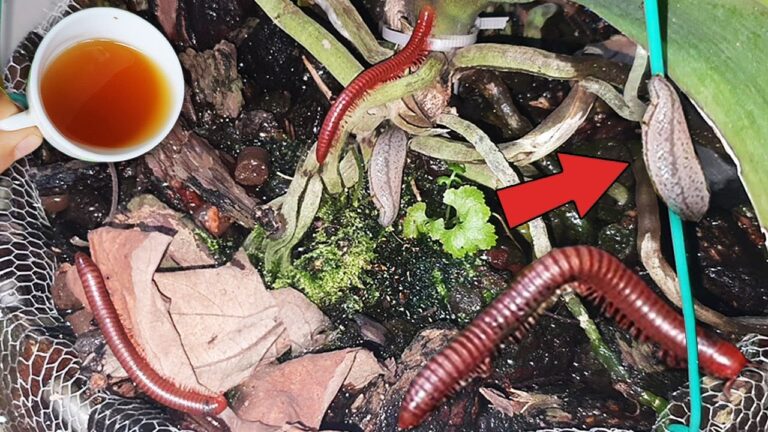 Eliminate Snails and Dilopoda with Just 1 Cup of This Powerful Water!