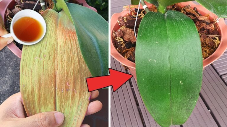 Revive Your Orchids: 1 Cup of Magic Water for Instant Revival!