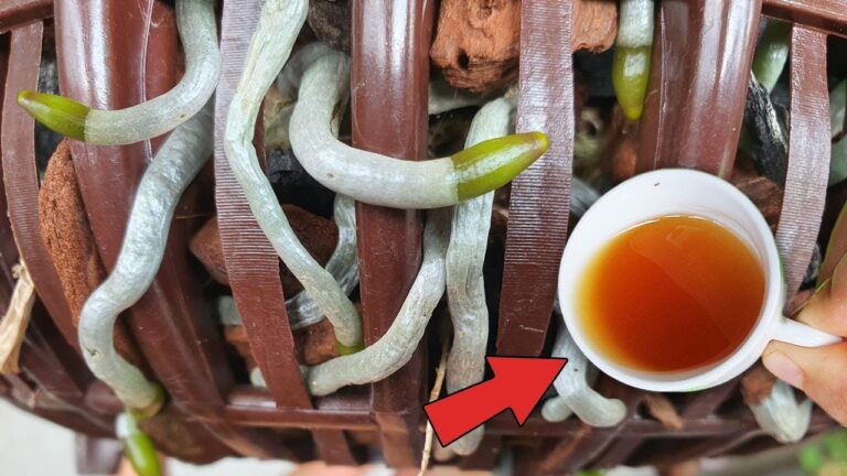 5 Secrets of the Magic Water for Year-Round Blossoms and Healthy Roots