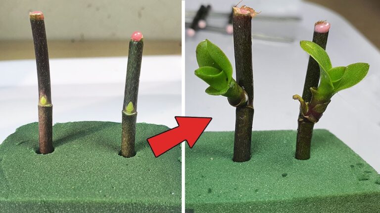 5 Tips to Propagate Orchids Fast with Floral Foam