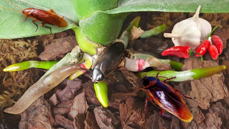 8 Powerful Tips to Eliminate Cockroaches and Snails Protecting Your Orchids