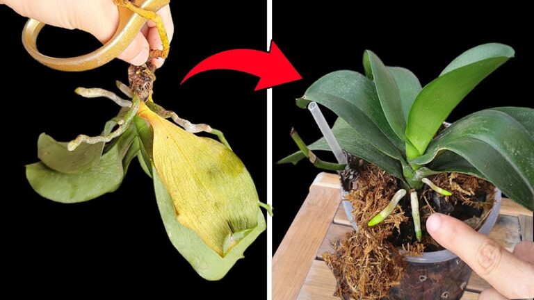 Revive 7 Dead Orchids Using These Simple Tips You’ll Wish You Knew Sooner!