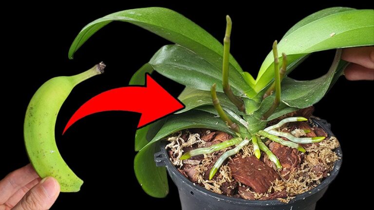 Unlock 7 Secrets to Make Your Orchids Bloom Stronger than Aloe Vera Forever!