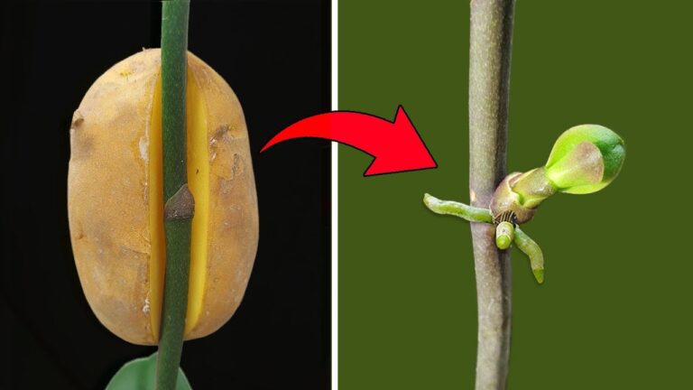 7 Steps to Successfully Propagate Phalaenopsis and Get Amazing Results!