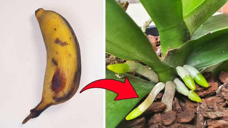 5 Expert Methods to Make Your Orchids Thrive with New Roots!