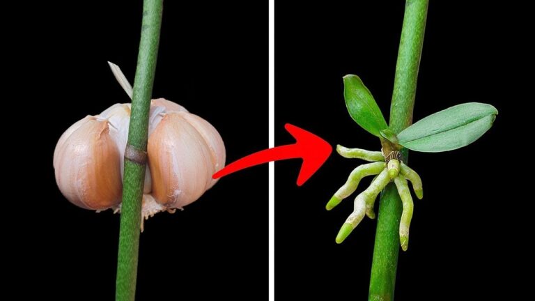 7 Secrets to Propagate Orchids Super Fast Like a Pro