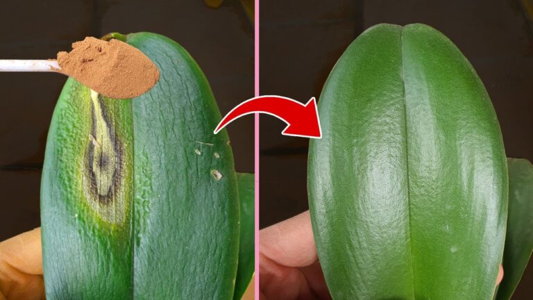 5 Secrets to Revive Your Wilted Orchid Leaves and Make Them Thrive