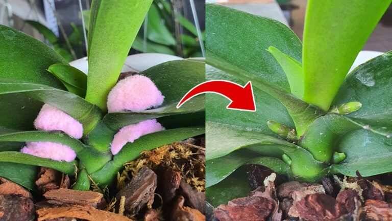 4 Simple Steps to Successfully Propagate Orchids and Get Amazing Results