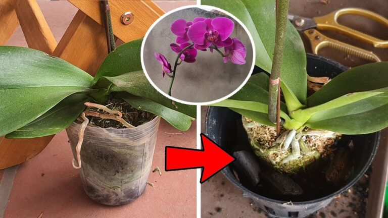 5 Easy Steps to Repot Your Blooming Orchid Without Stress