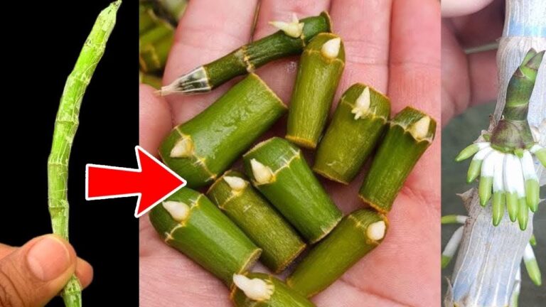 Discover 5 Secrets to Propagate Any Orchid Successfully!