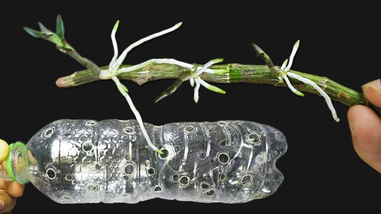 Transform 1 Plastic Bottle into 20 Dendrobium Orchid Sprouts with This Easy Hack!