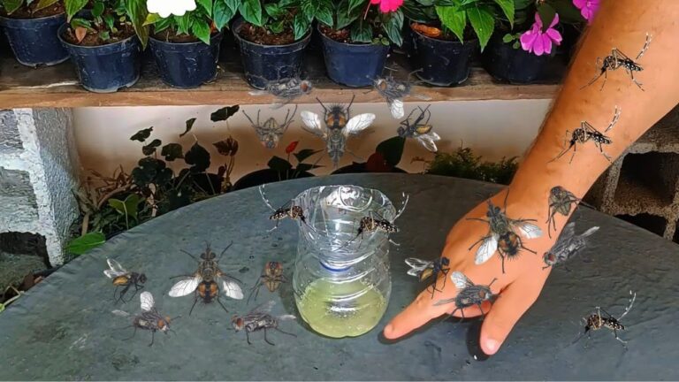 5 Easy Recipes to Eliminate Mosquitoes and Ants for Good!