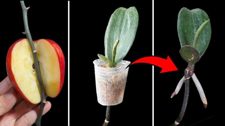 Unlock 3 Secrets to Propagate Orchids Successfully and Watch Them Thrive!