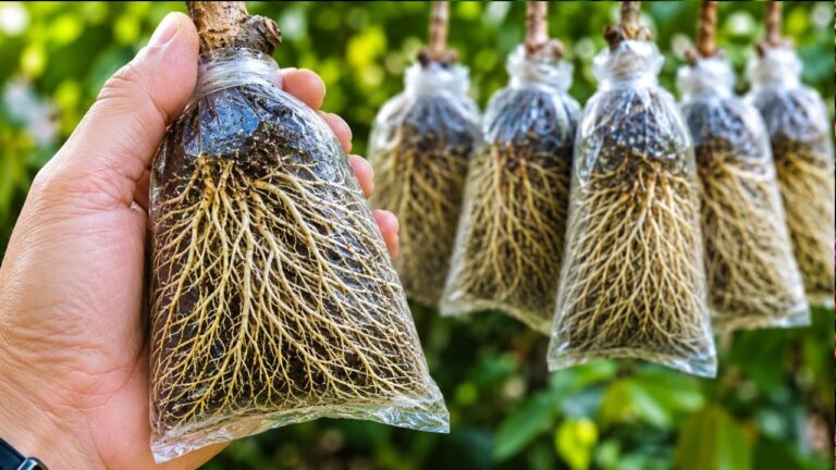 Root Any Cutting Quickly: 5 Simple Techniques You Need to Try!