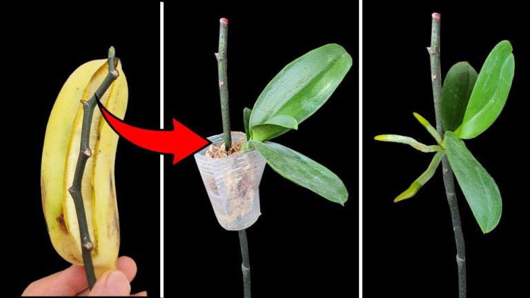 200x Stronger Natural Fertilizer to Help Your Orchids Root Instantly!