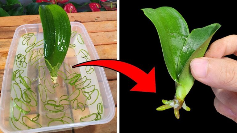 Unlock 5 Secrets to Help Your Orchid Root Fast and Thrive!