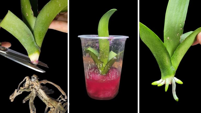 5 Magic Tips to Revive Your Orchids and Grow New Roots Fast