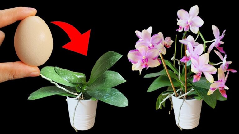 6 Amazing Ways Eggshells Help Your Orchids Bloom All Year Round