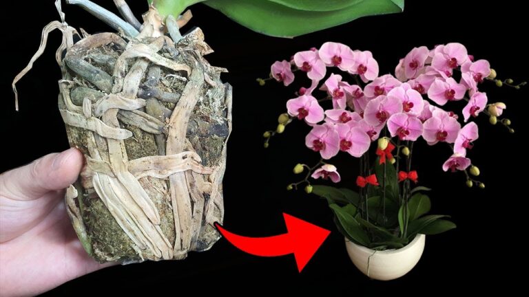 5 Essential Tips for Repotting Orchids and Preventing Root Rot Successfully