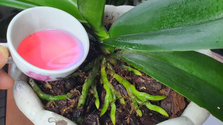 Unlock 4 Seasonal Growth: Just 1 Cup of This Magical Water for Roots & Flowers!